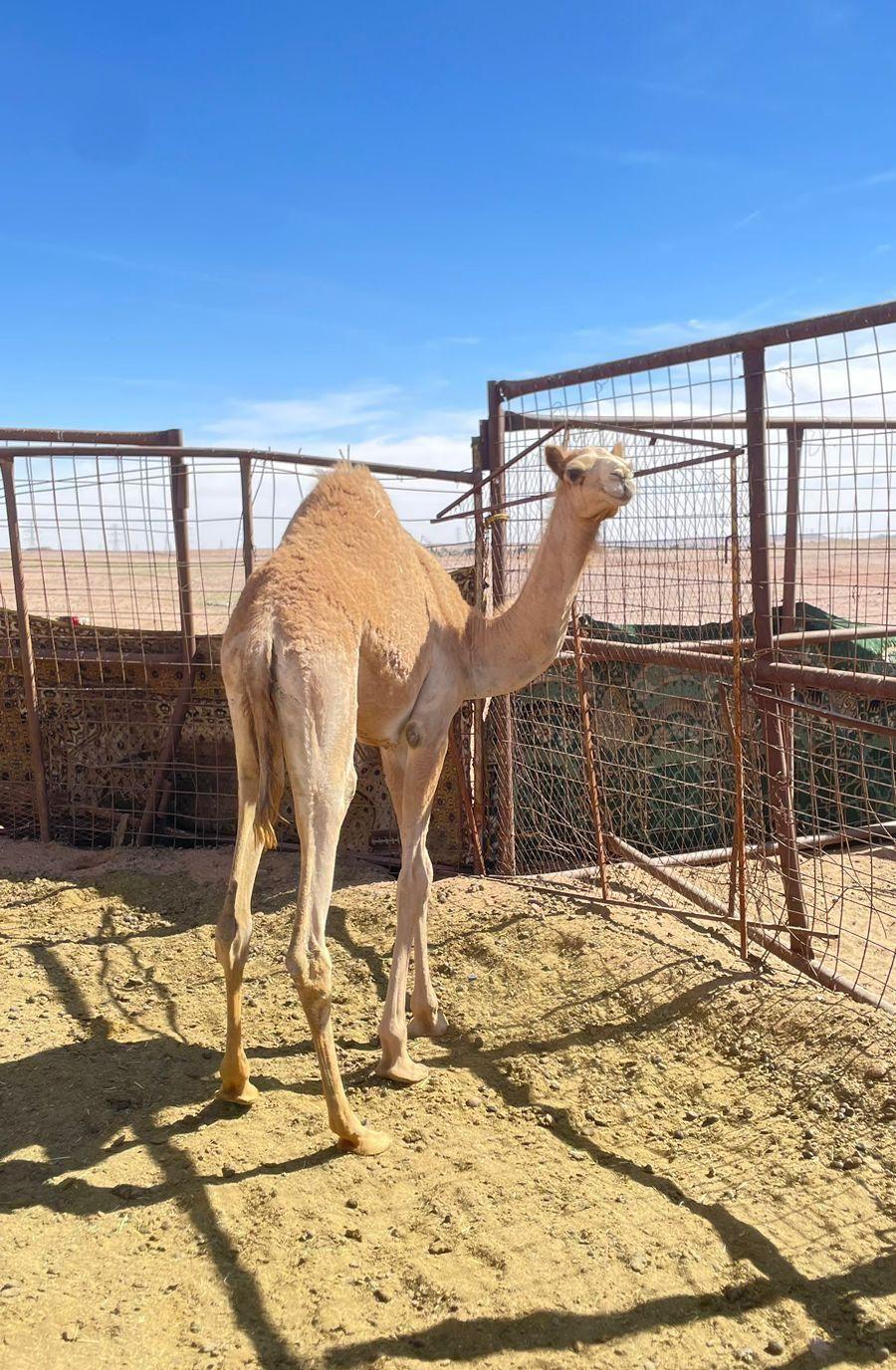 بكرة فطيم. الاب