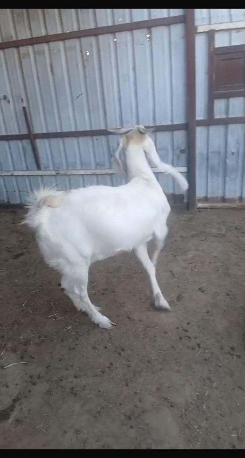 عنز حايل وسمين
