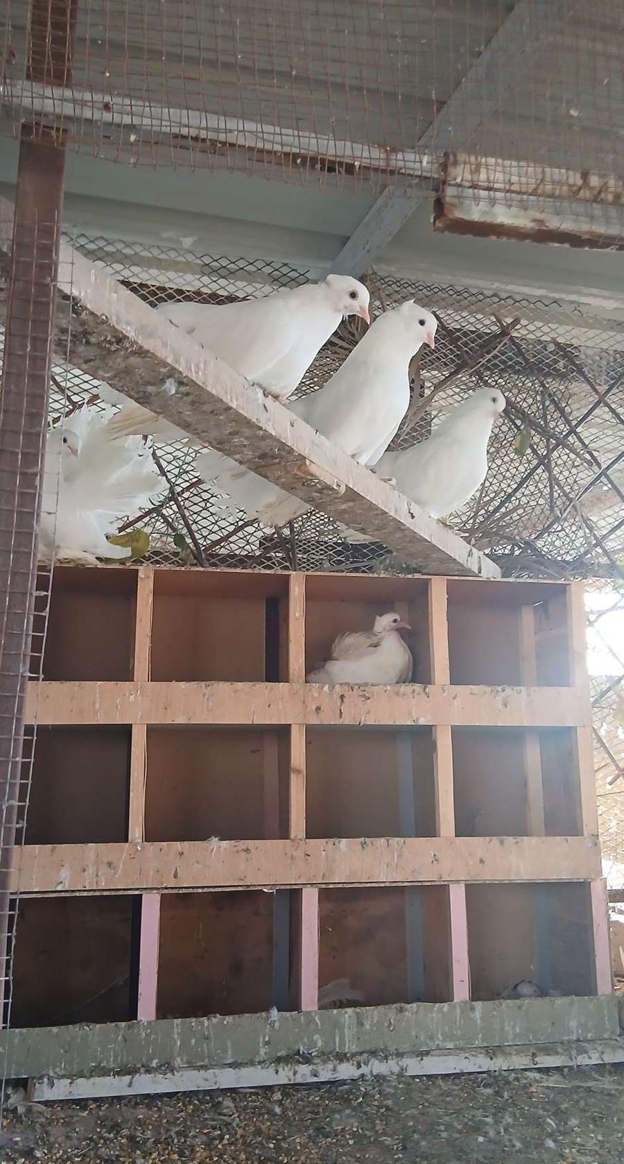زوجين رقاص هندي