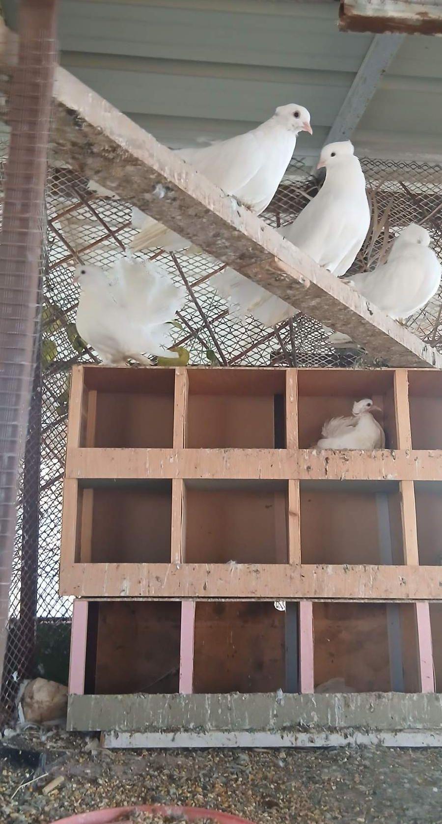زوجين رقاص هندي