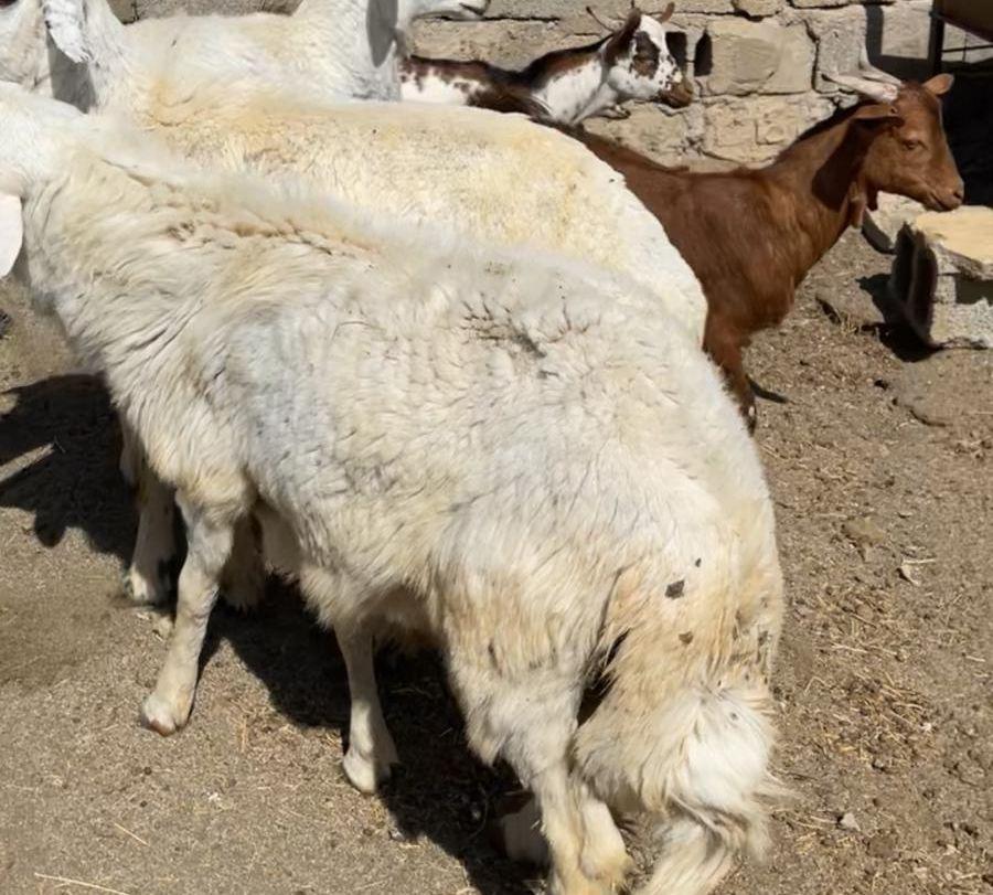 خروف جدع للبيع