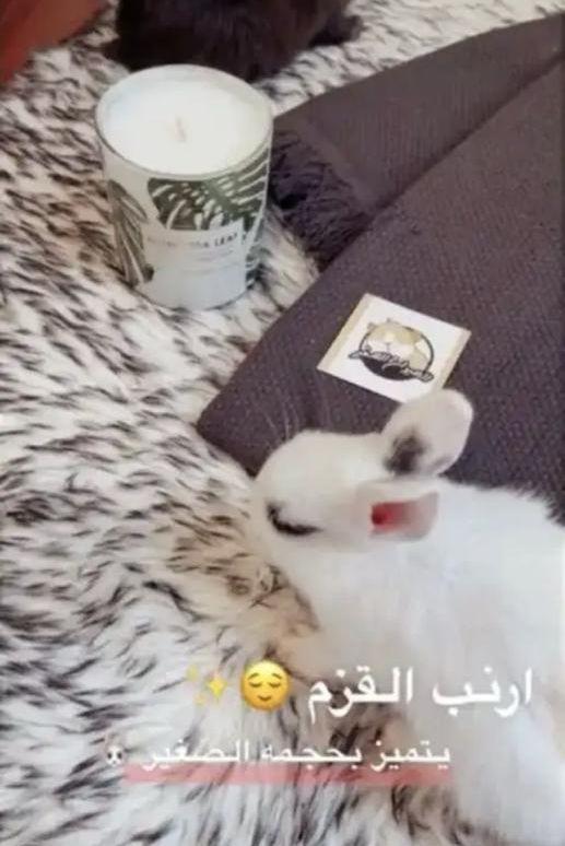 ارانب