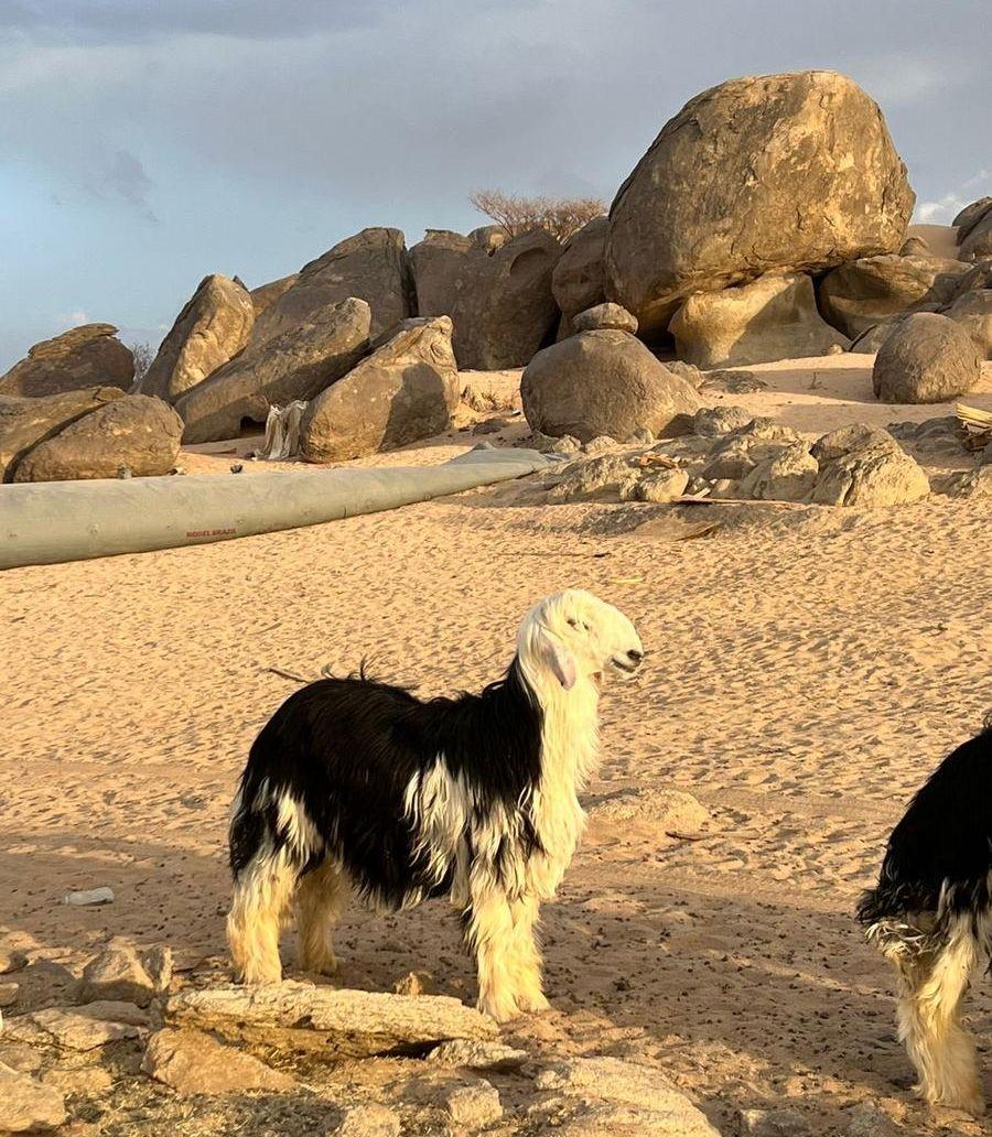 طليان نجد فواخر