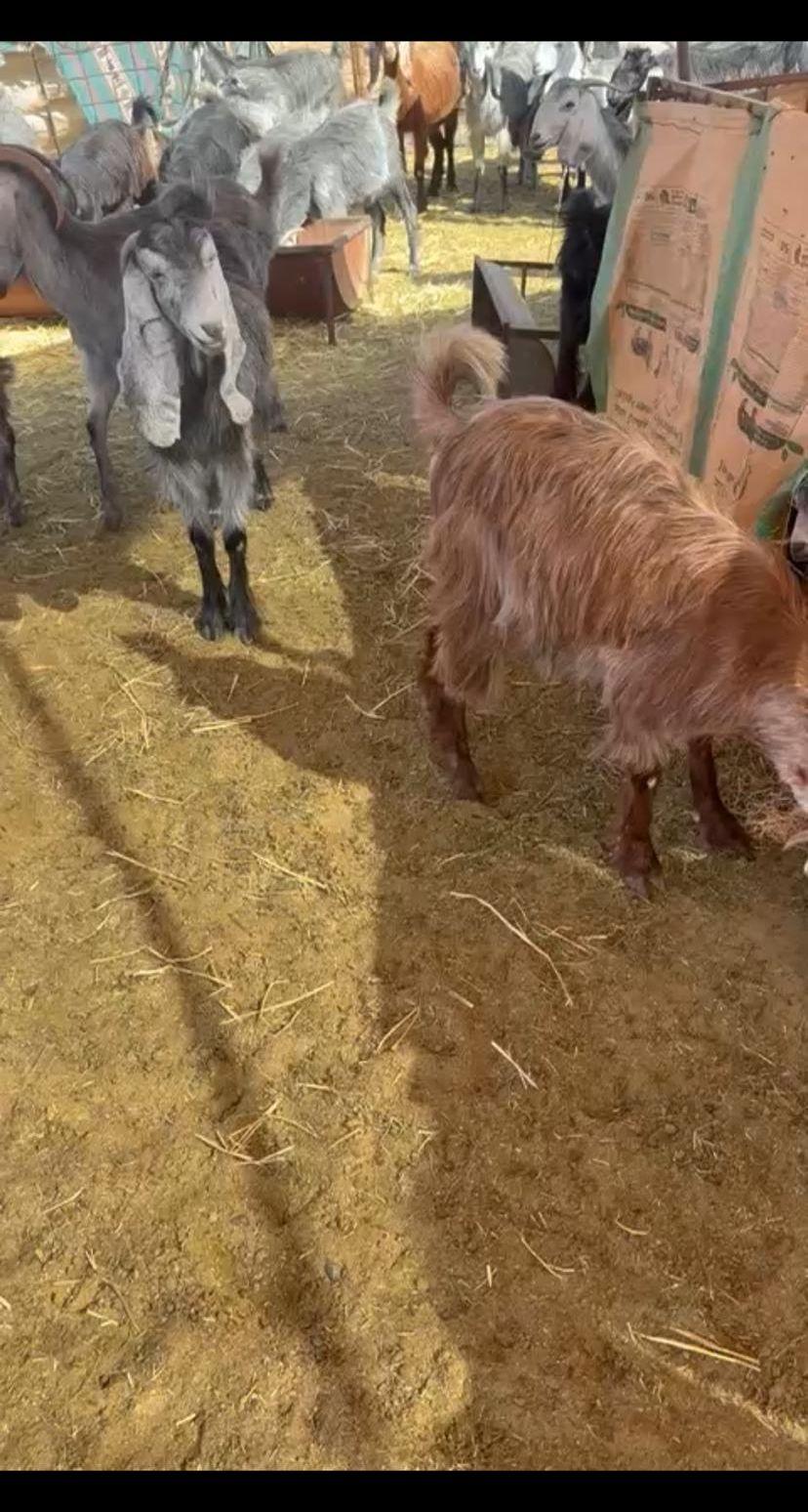 غنم البيع
