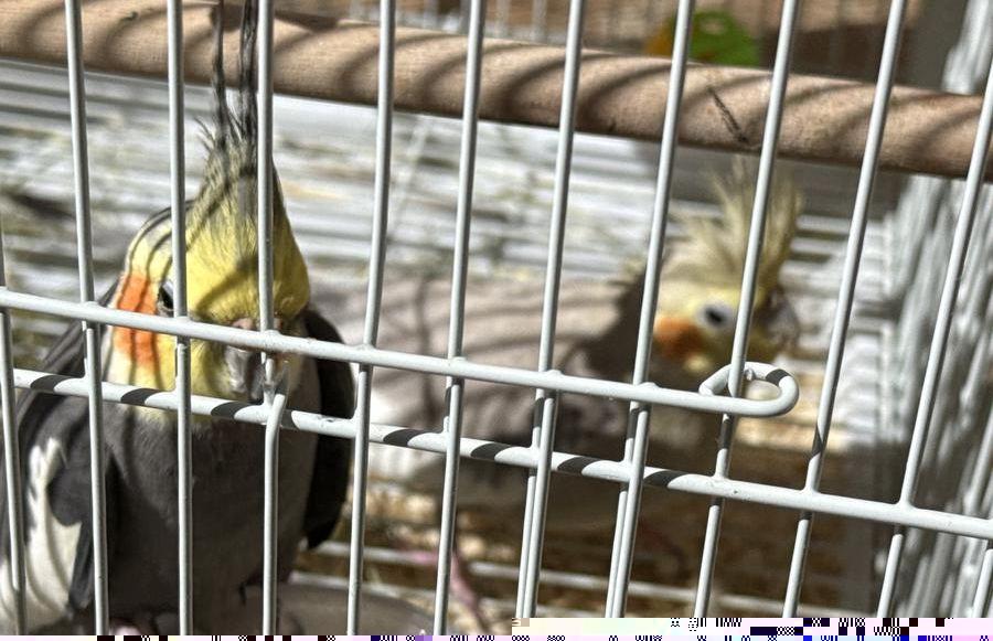 للبيع فرخ كنيور