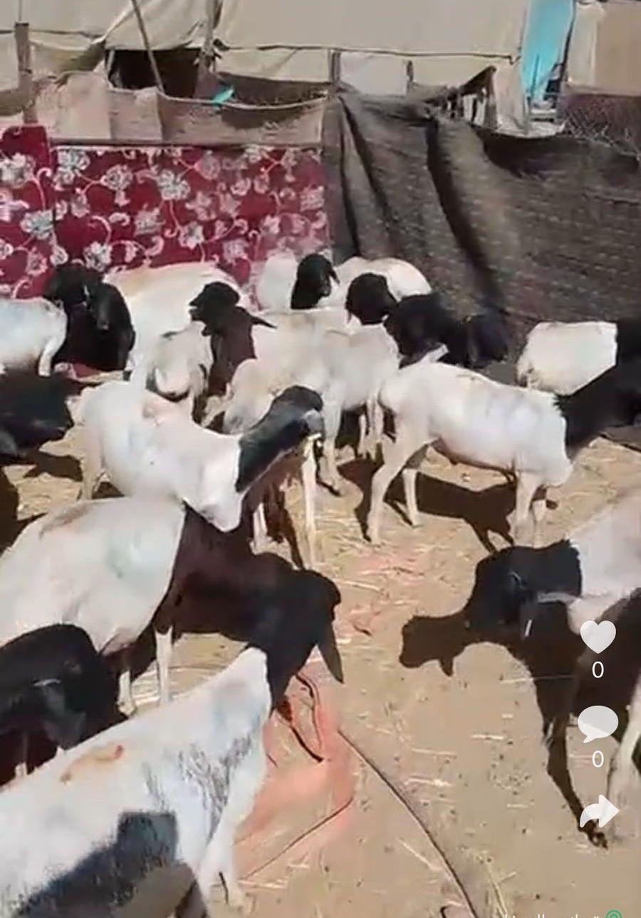 هرفي
