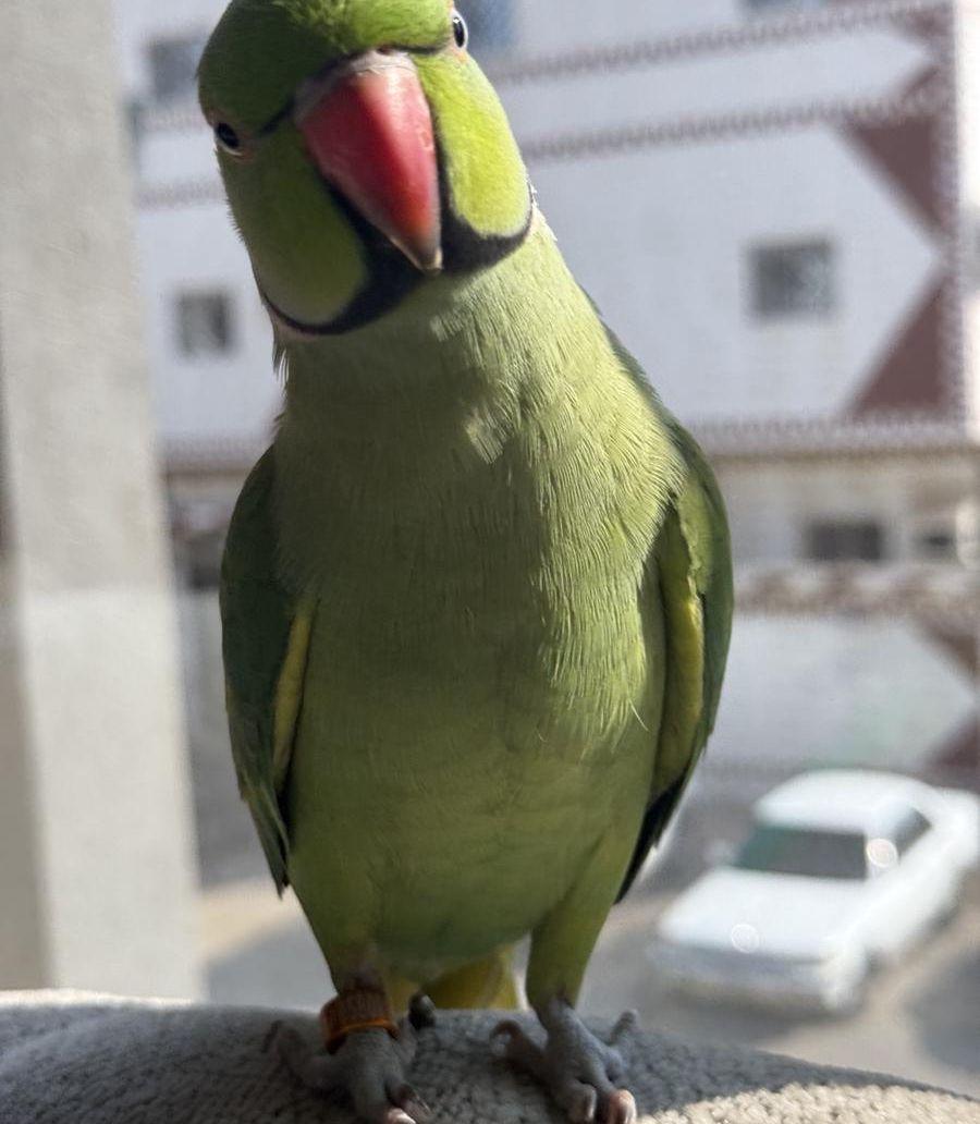 زوج درة هندي