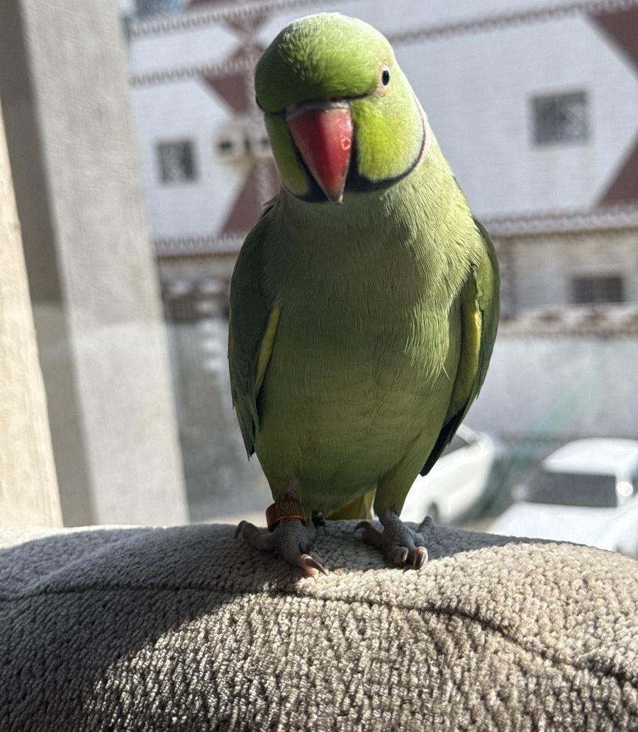 زوج درة هندي