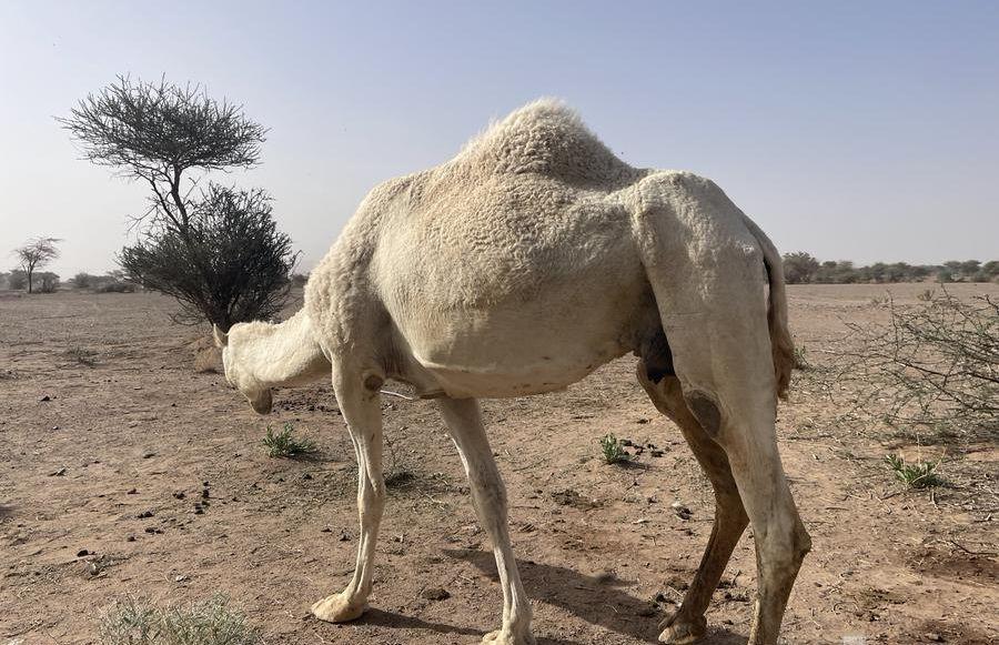 خلفة وضحاء