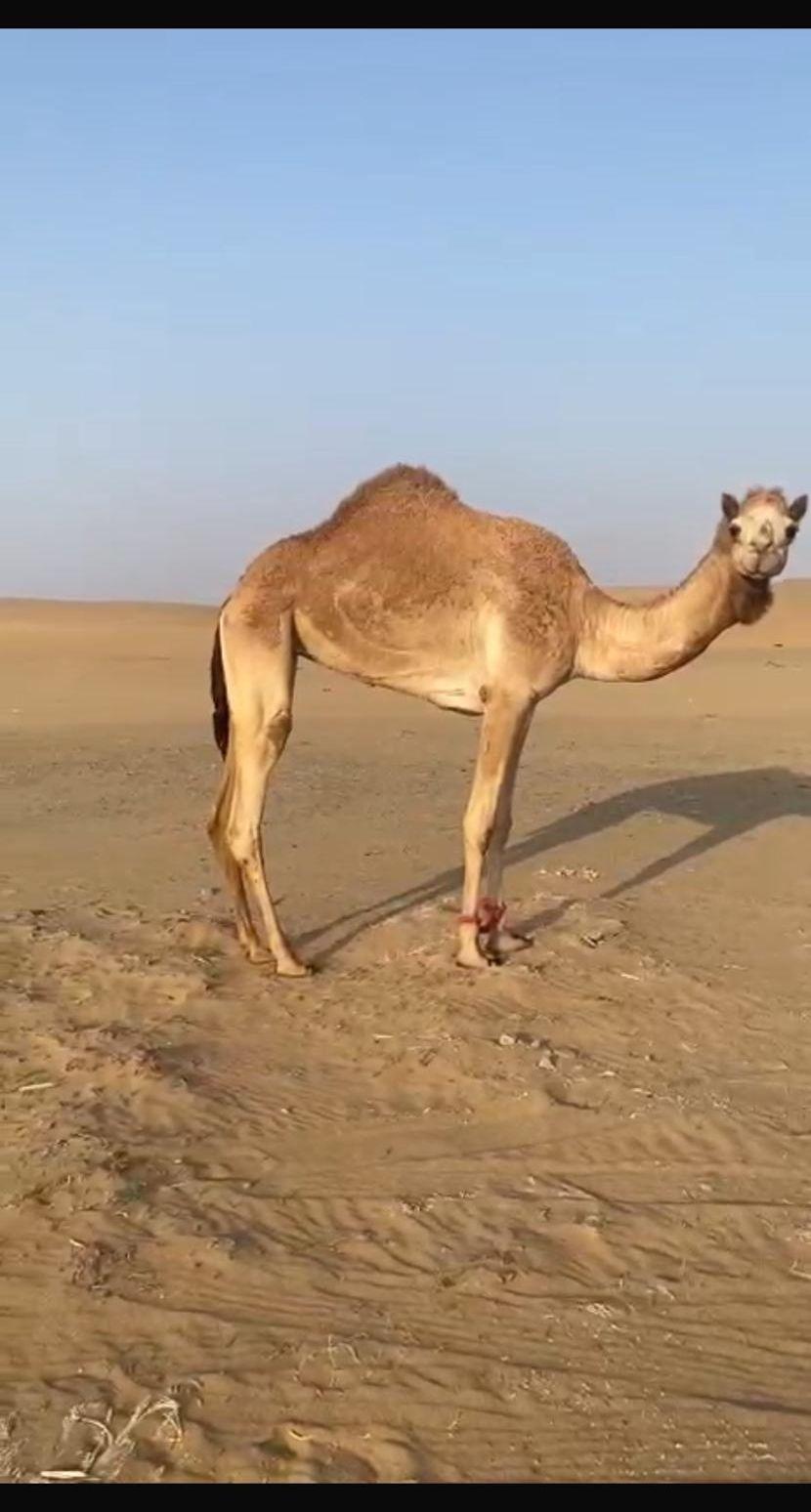 بكره البيع
