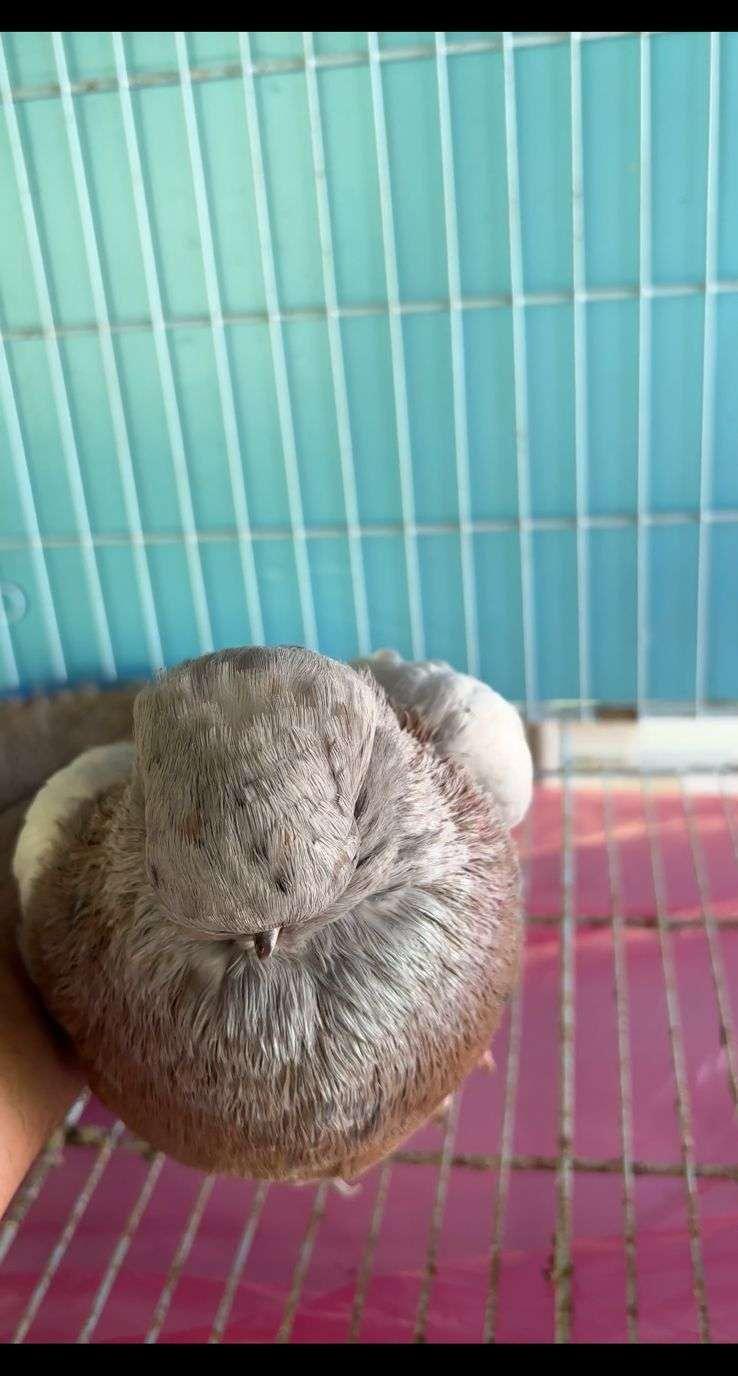 لونق فيس كلين