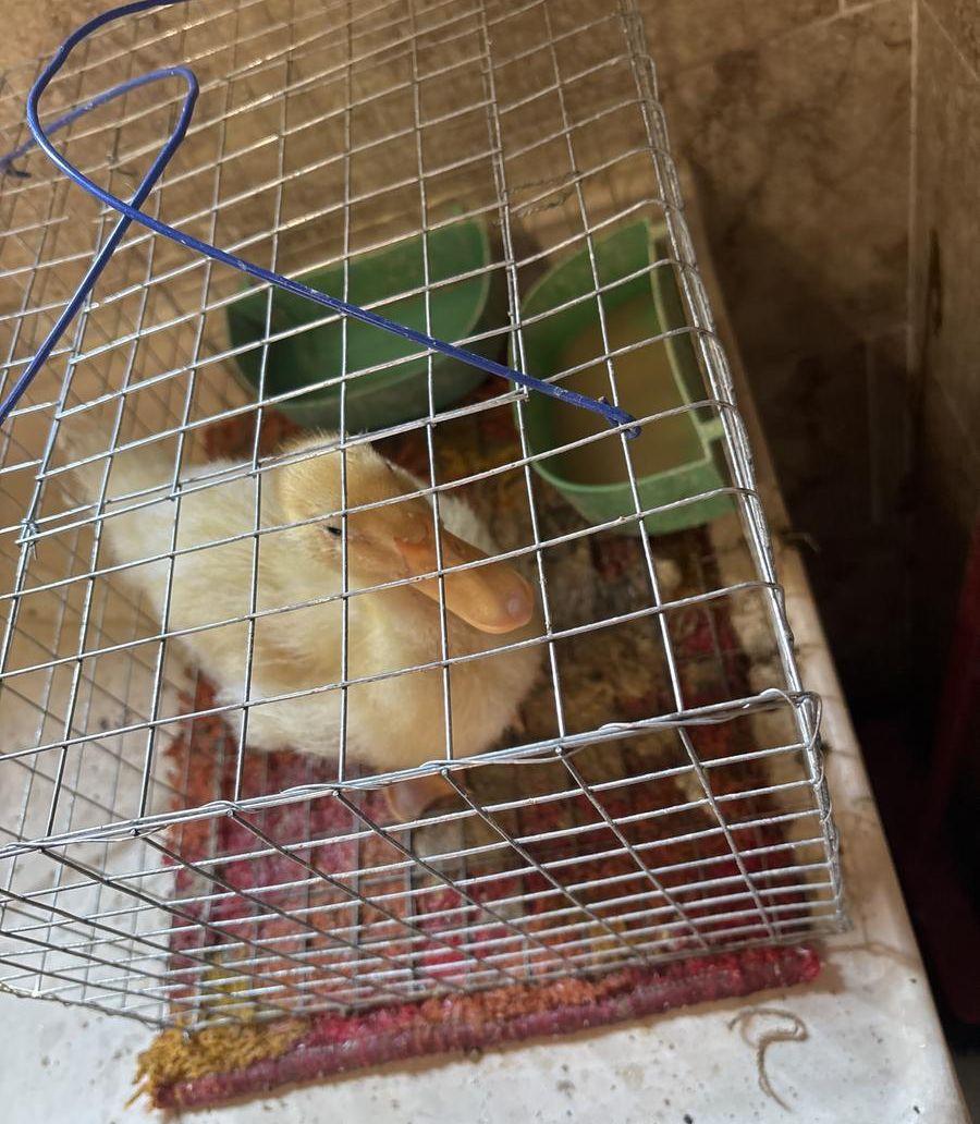 بطه صفراء شبه