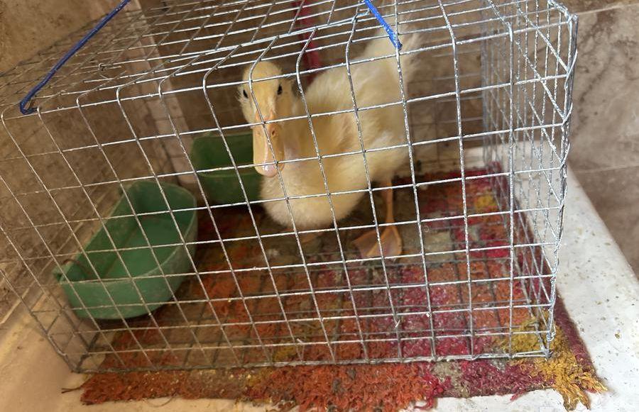 بطه صفراء شبه