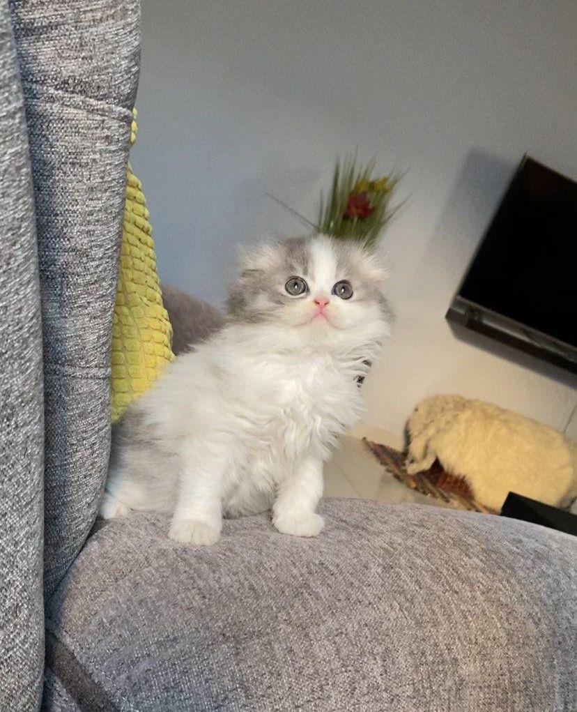 كيتنز سكوتش 800