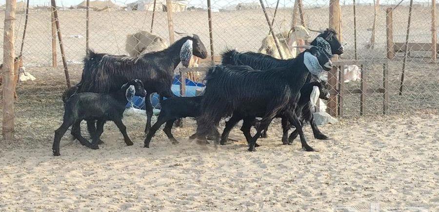 معزا عوارض ولد