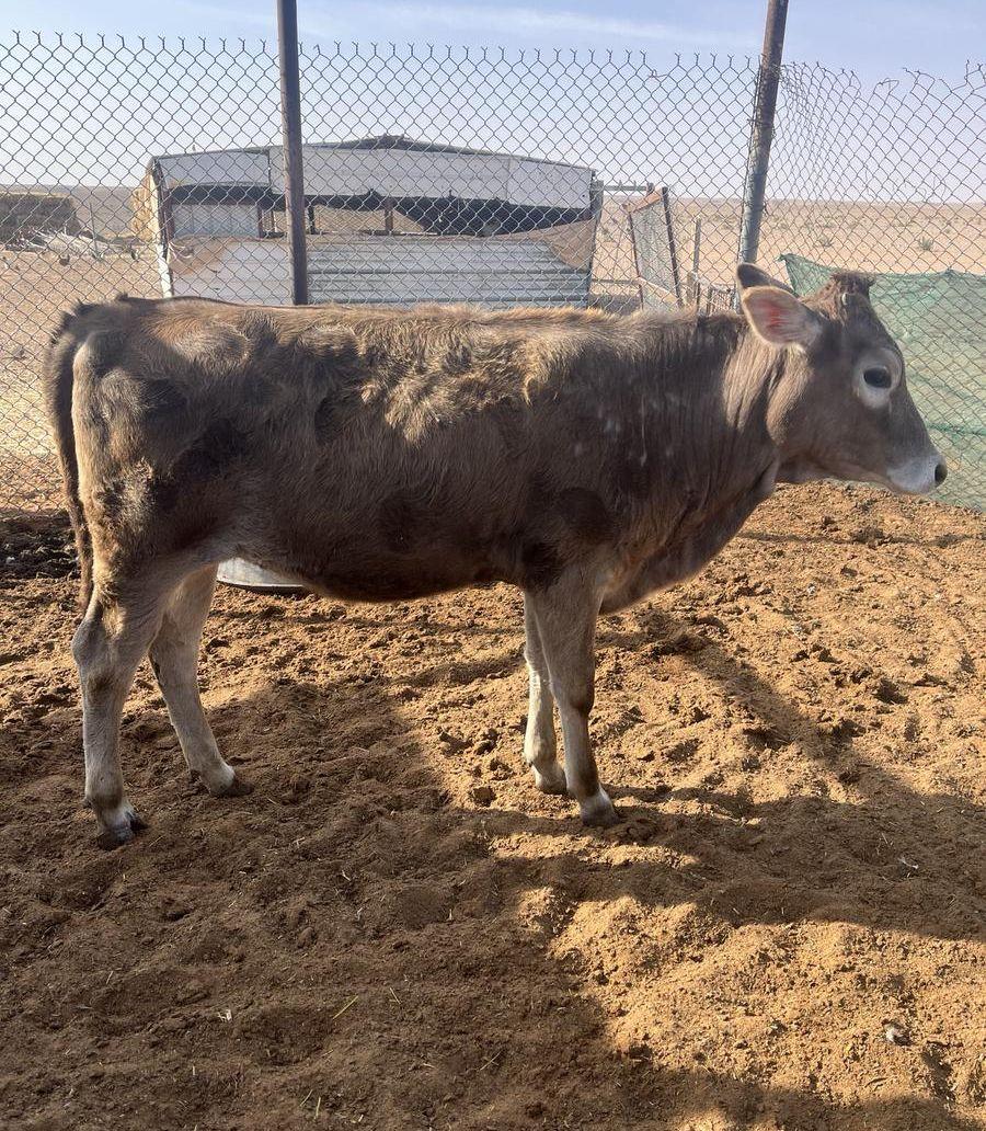 عجلة طيبه وسمين