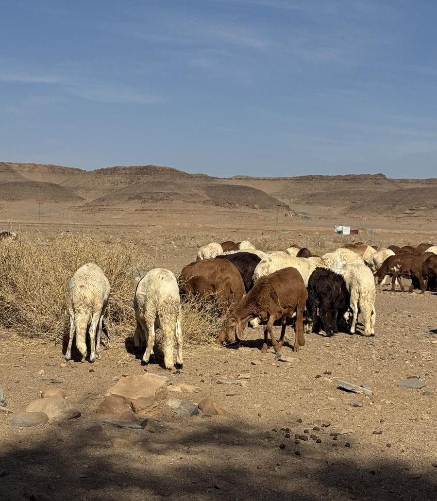 طليان سواكني تربية