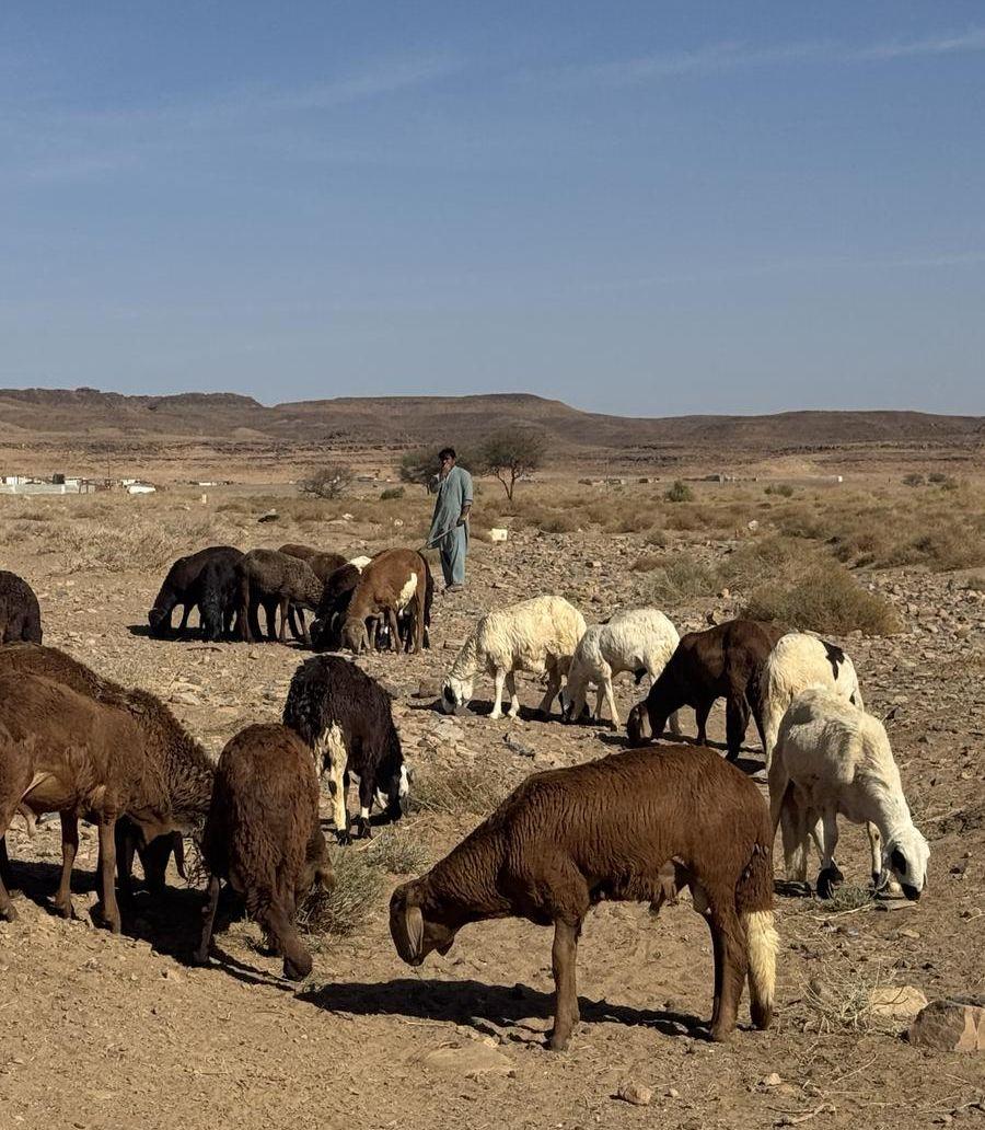 طليان سواكني تربية