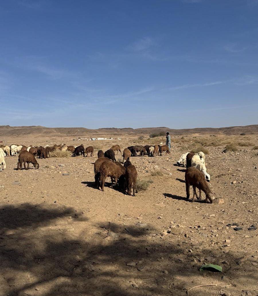 طليان سواكني تربية