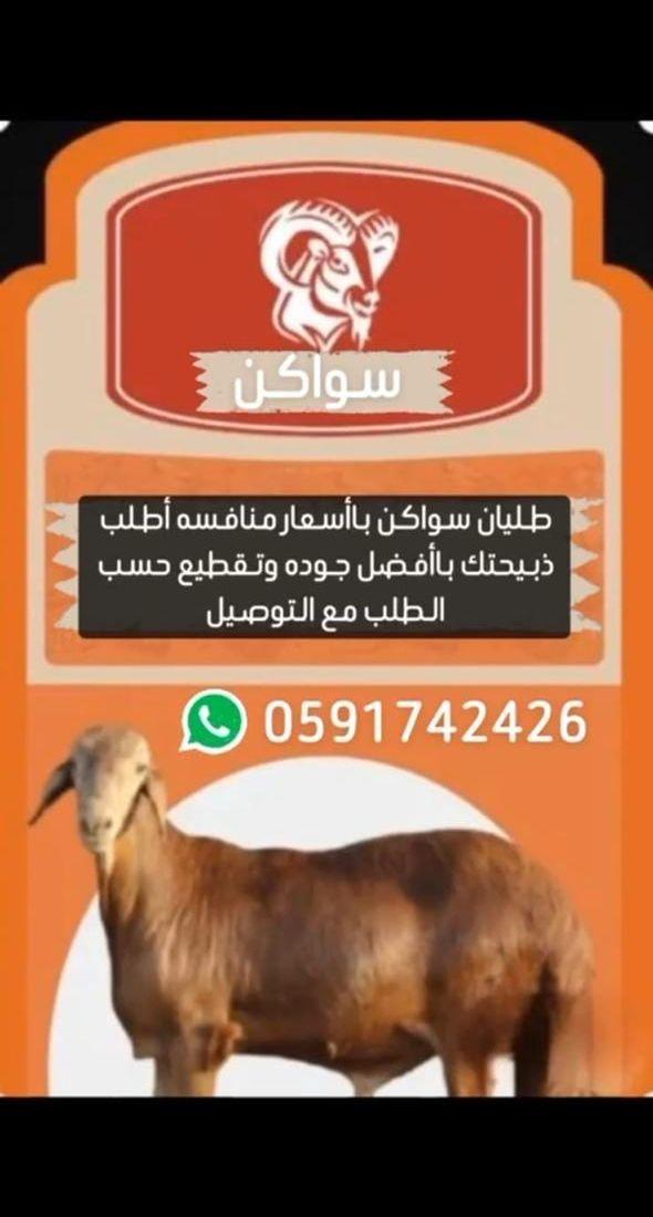 طليان سواكني تربية
