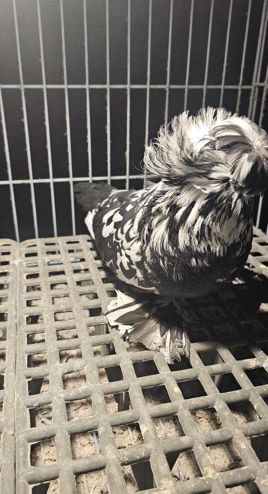 جوز بخارى 24