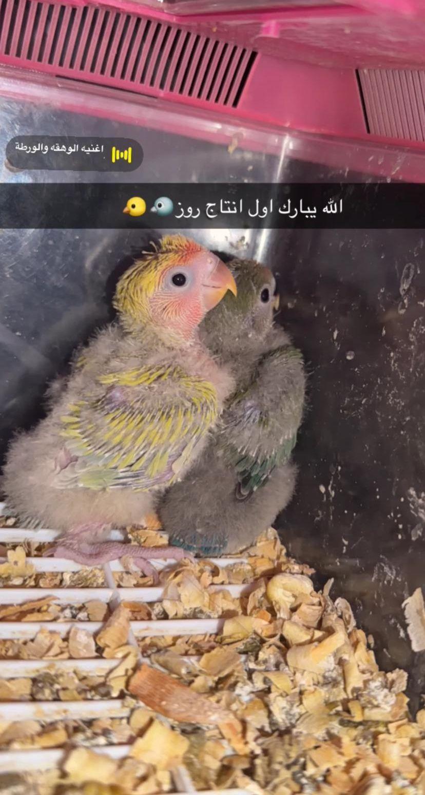 فروخ روز وكروان