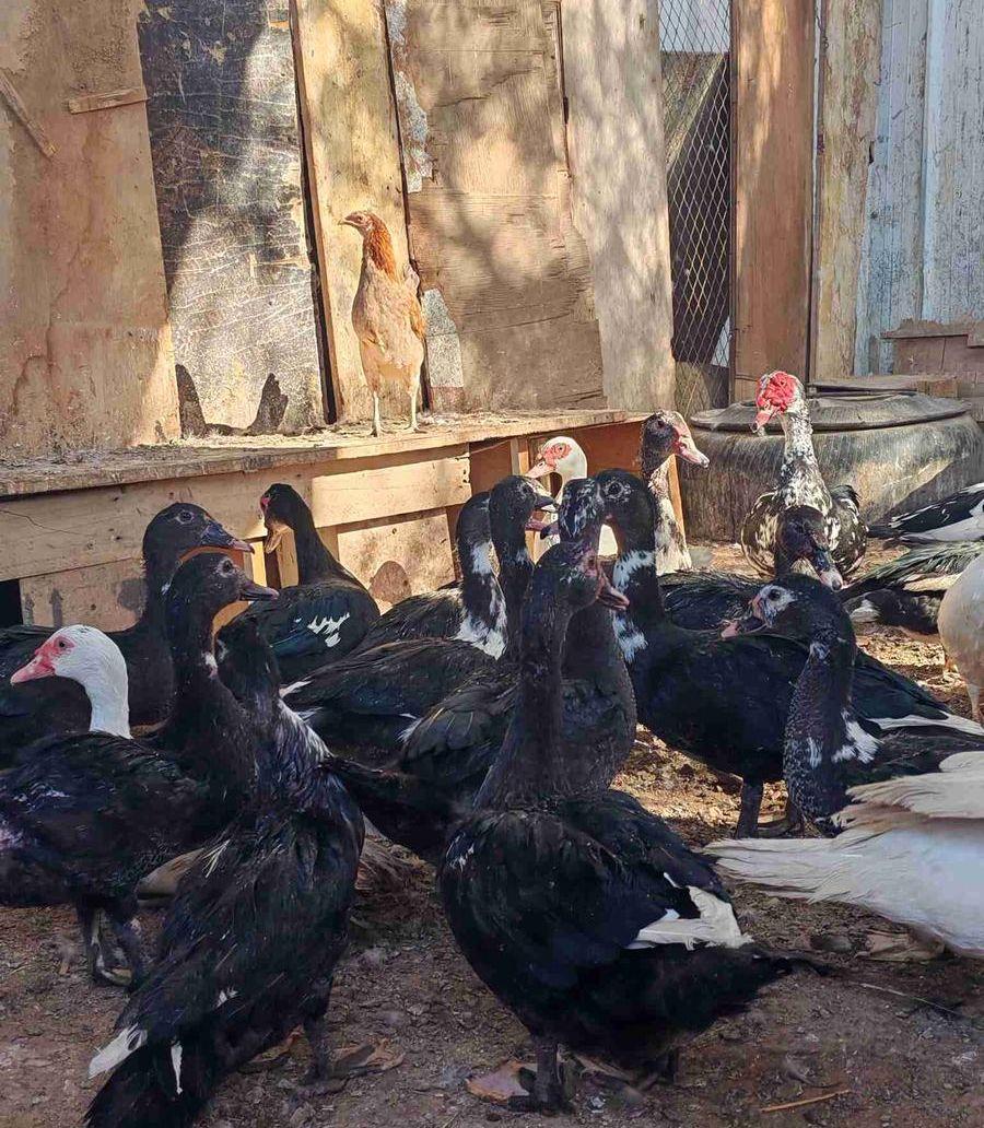 بط مصري