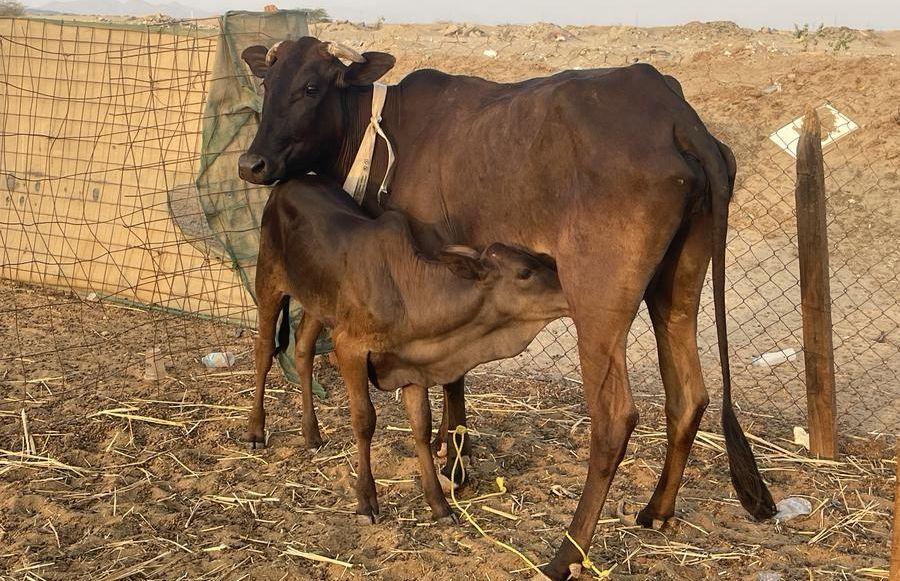 بقرة مطفل بقرة