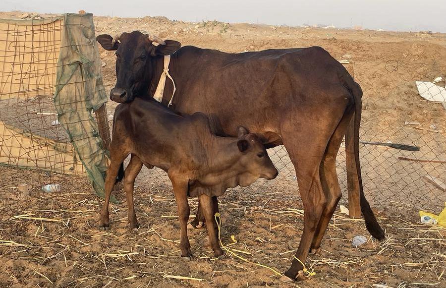 بقرة مطفل بقرة
