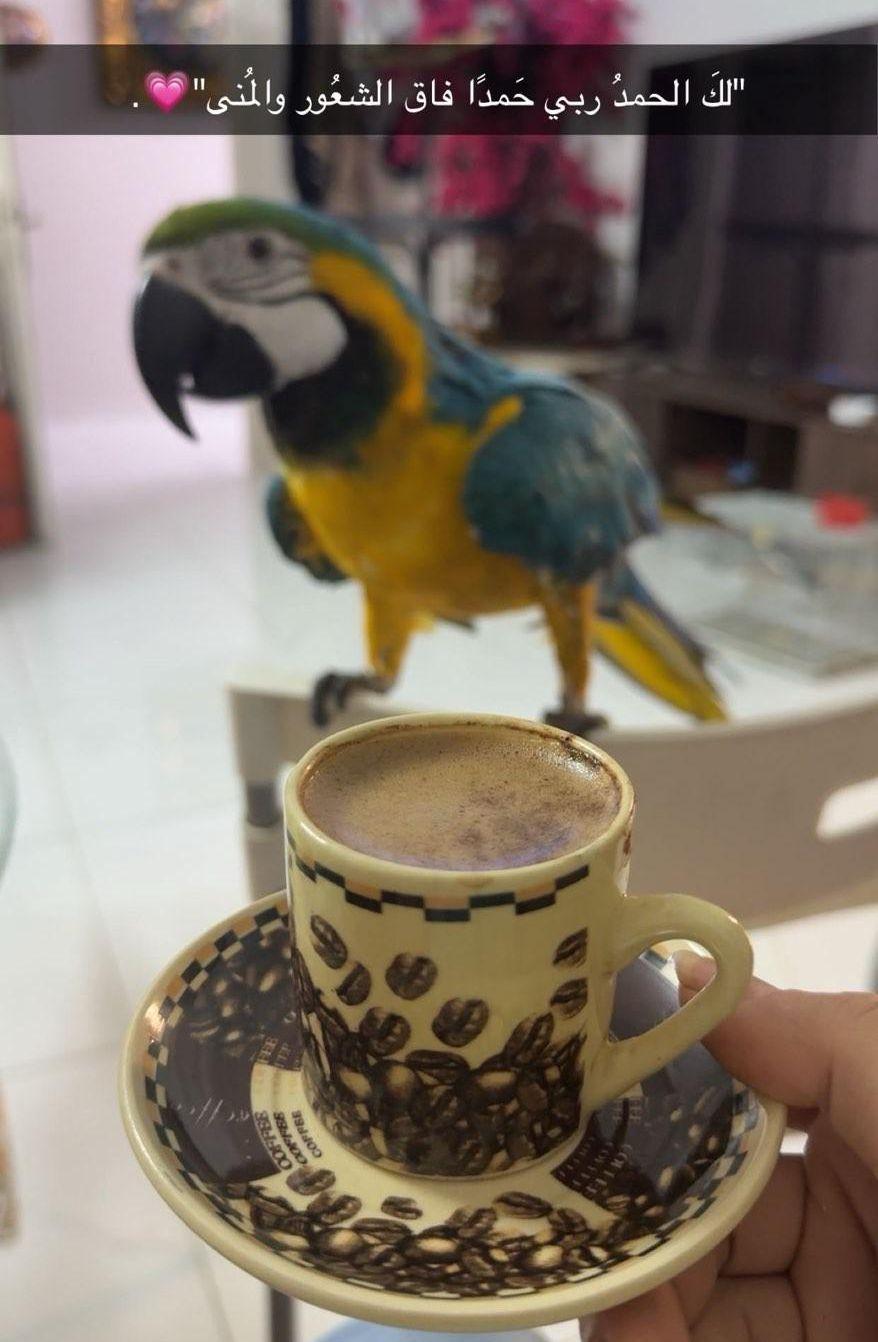 ببغاء مكاو اليف