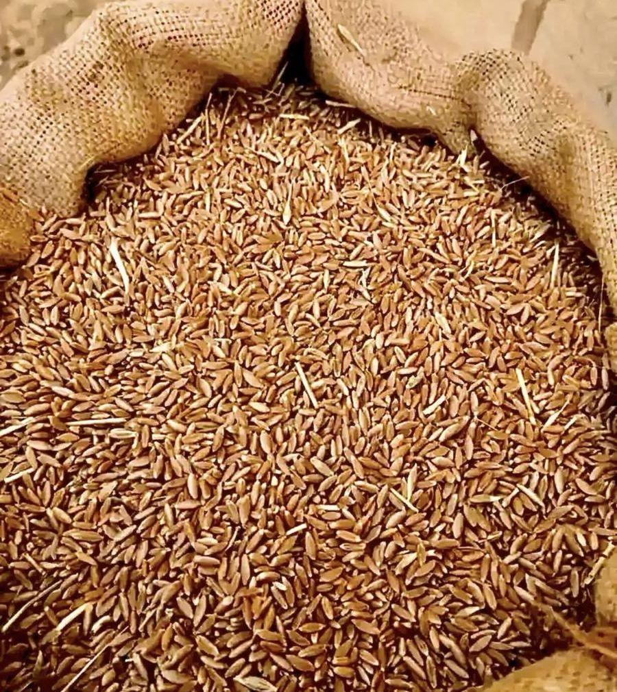 حب بر بللسمر