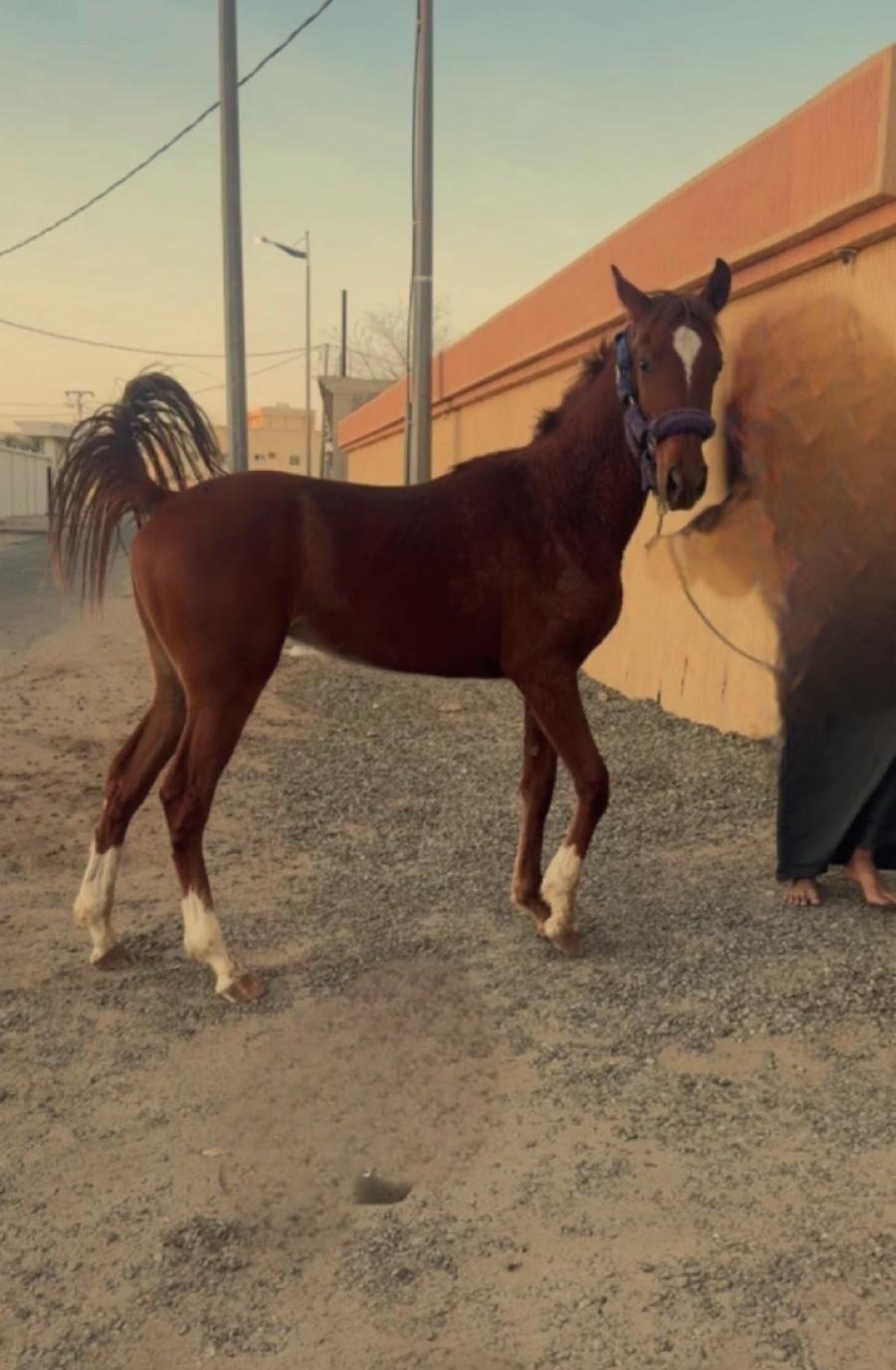 مسك الطهارة الأبيض