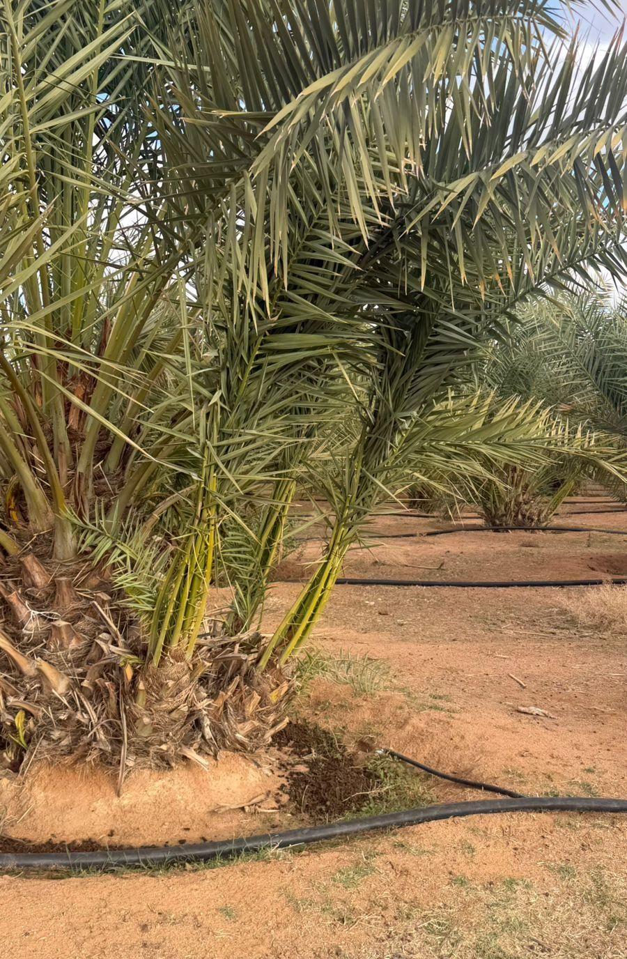 طاولات تحضير ستانلس