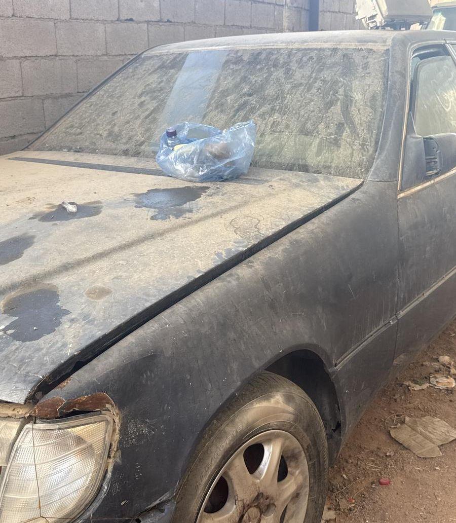 أنثى كروان هولندي