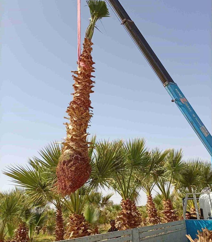 نخل واشنطني وعربي