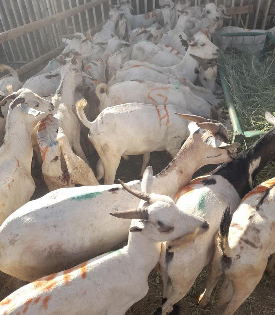 تيوس صومالية طيبة
