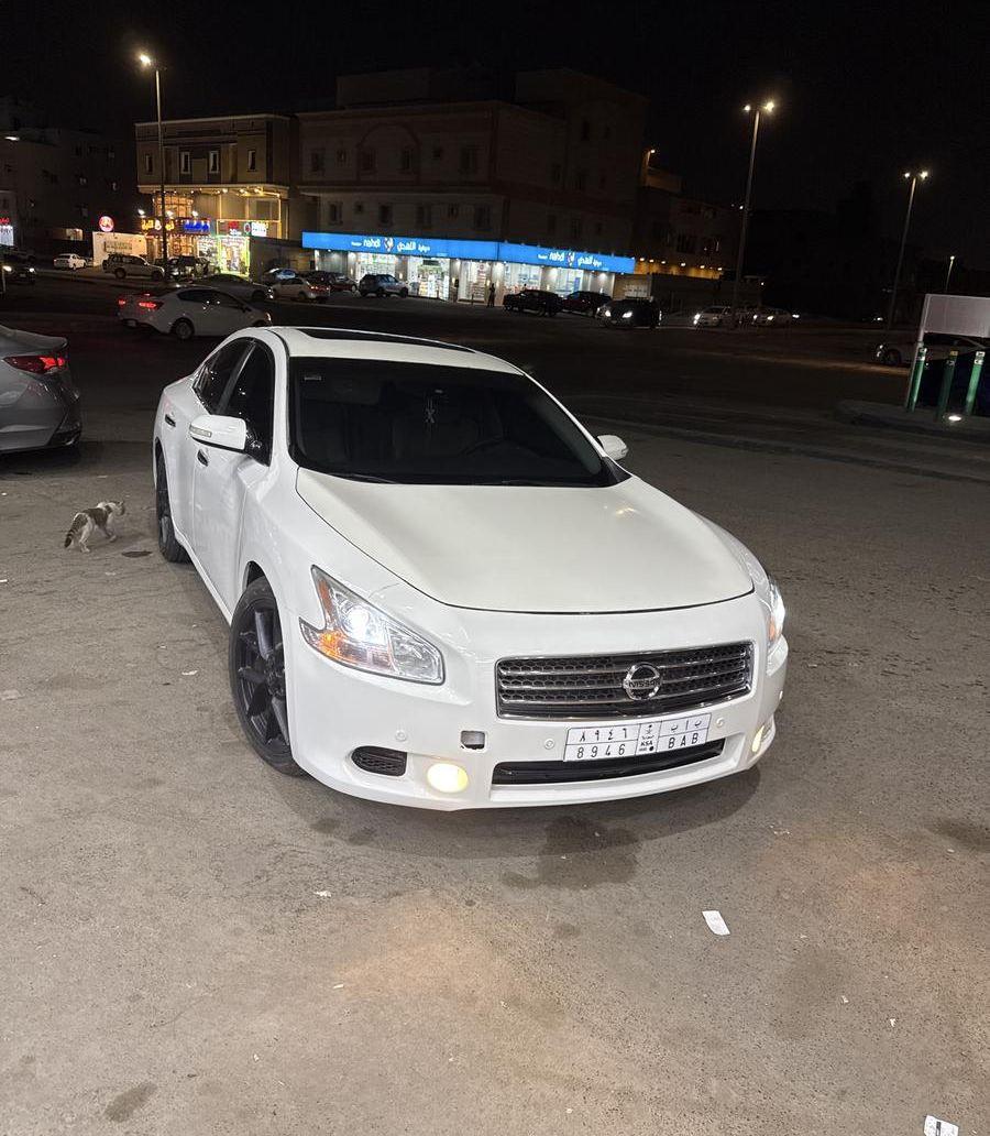 ببغاء مكاو بلو
