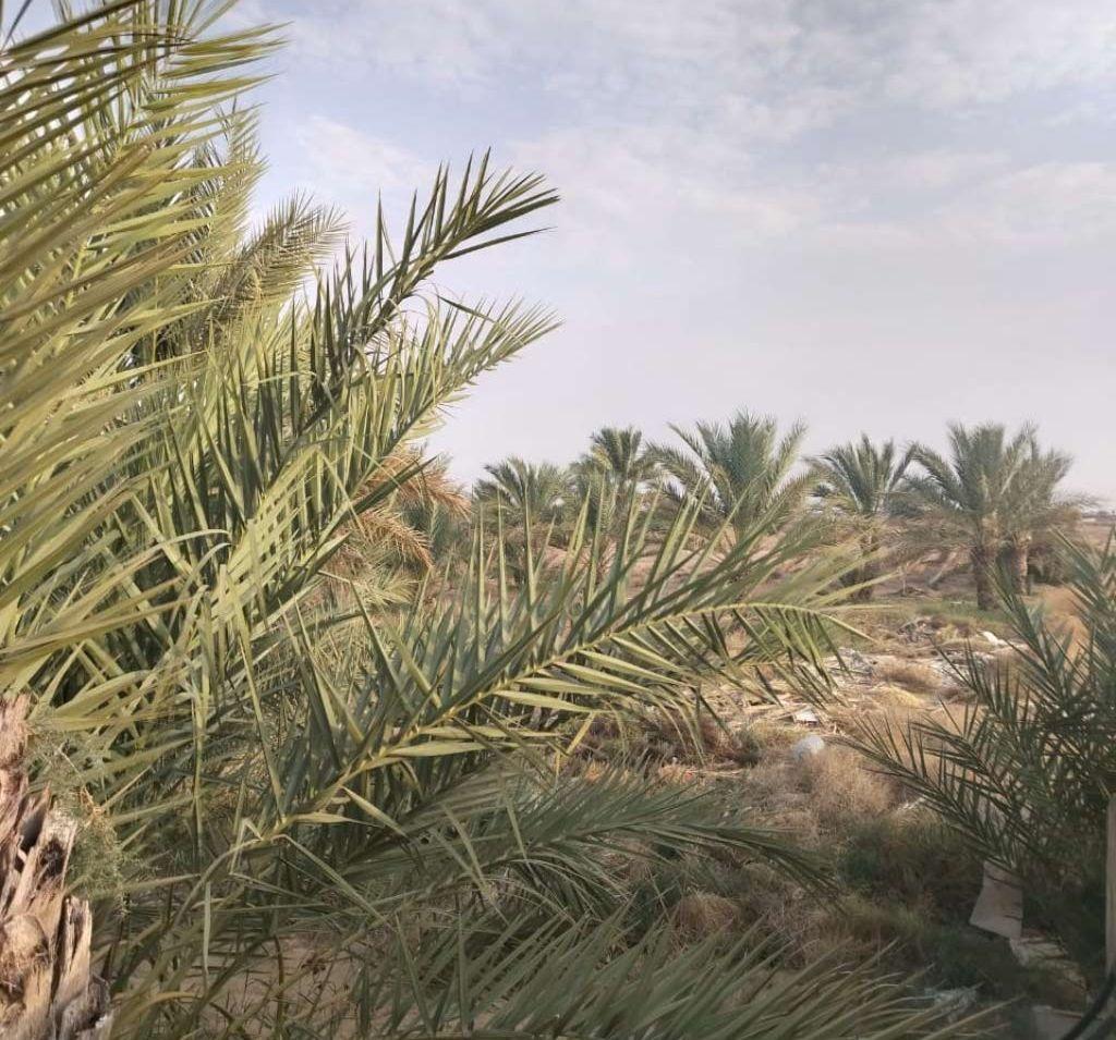 مزرعة للبيع في