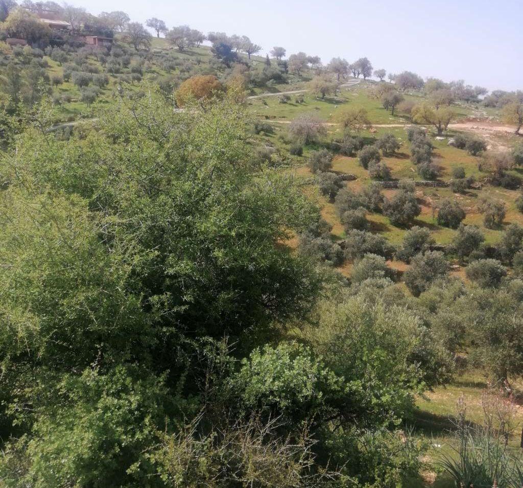8 دنمات حوض