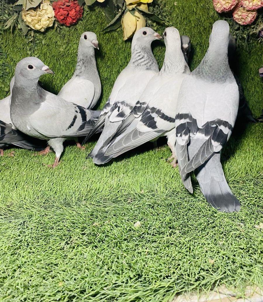 مجموعة زواجل طبات