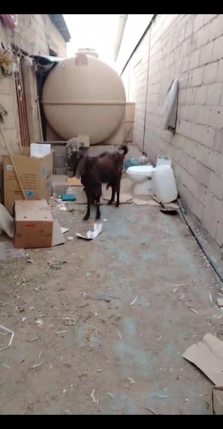 جفرة شامية عمرها
