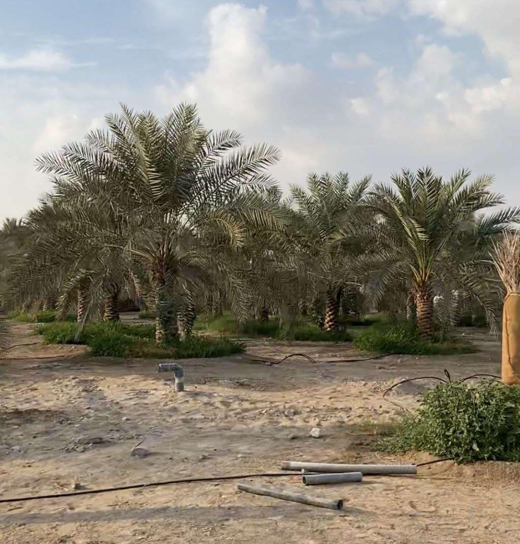 للبيع مزرعه فخمه