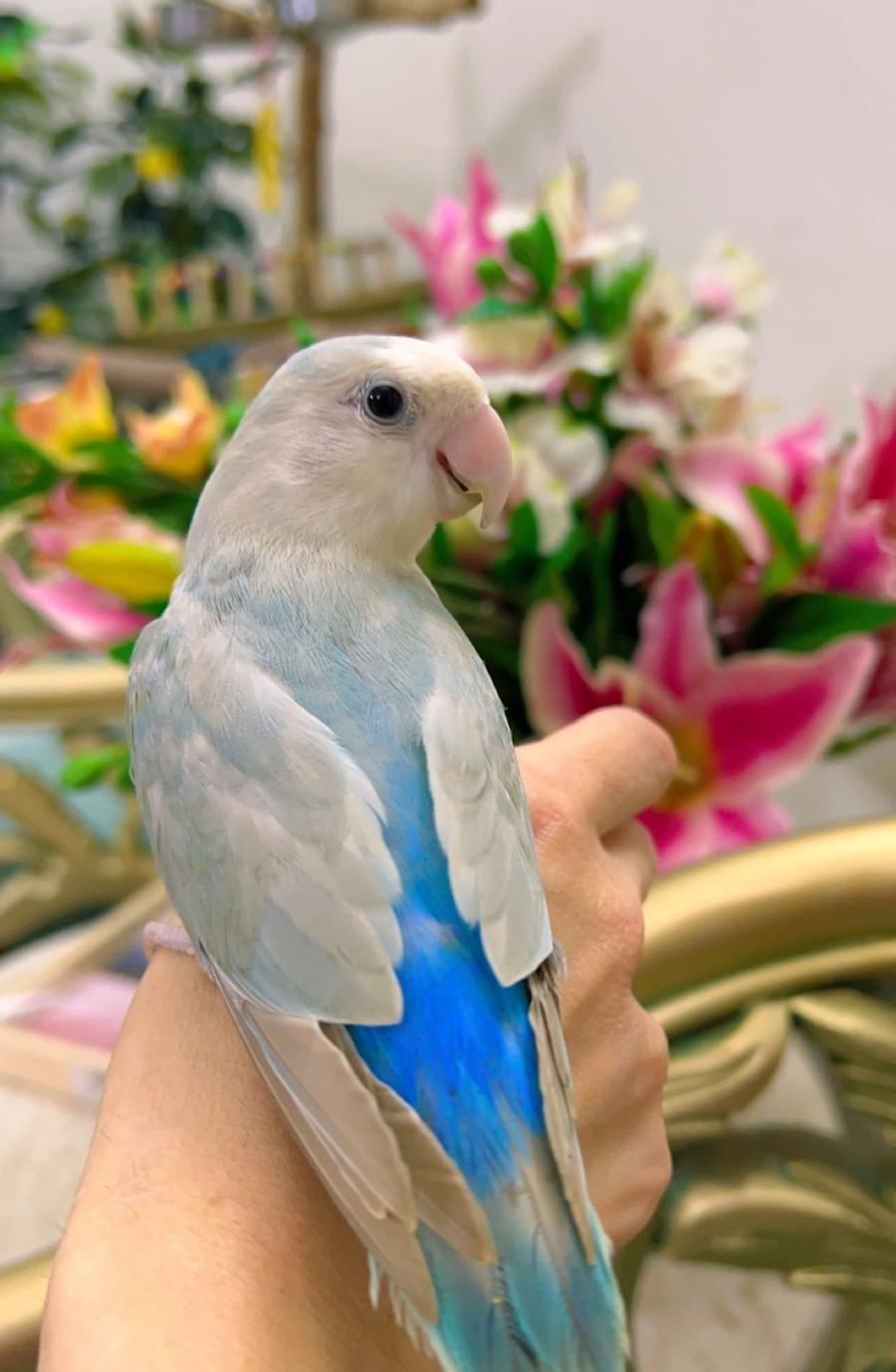 ببغاء روز جميل