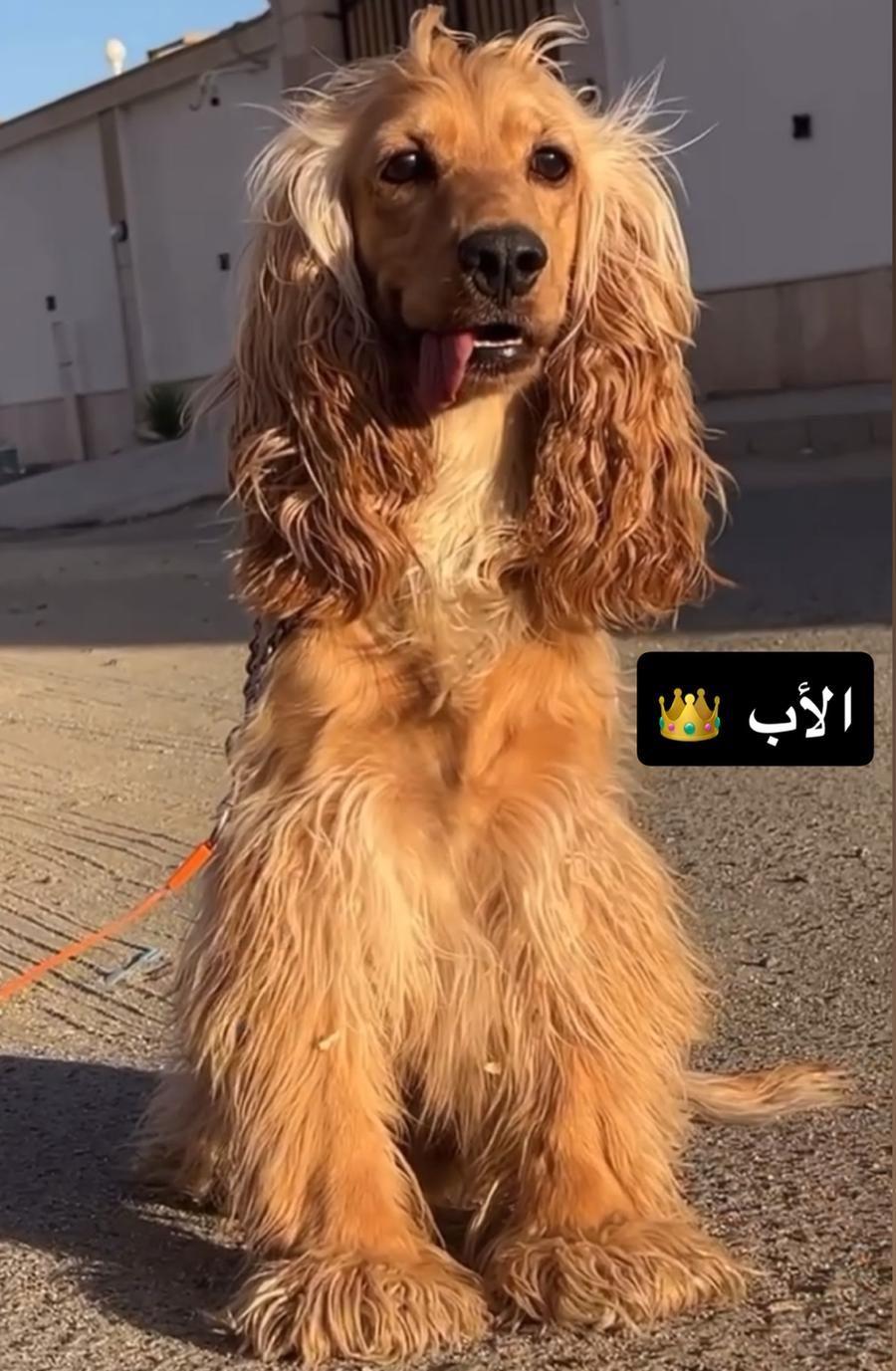 جراء كوكر اسبانيل