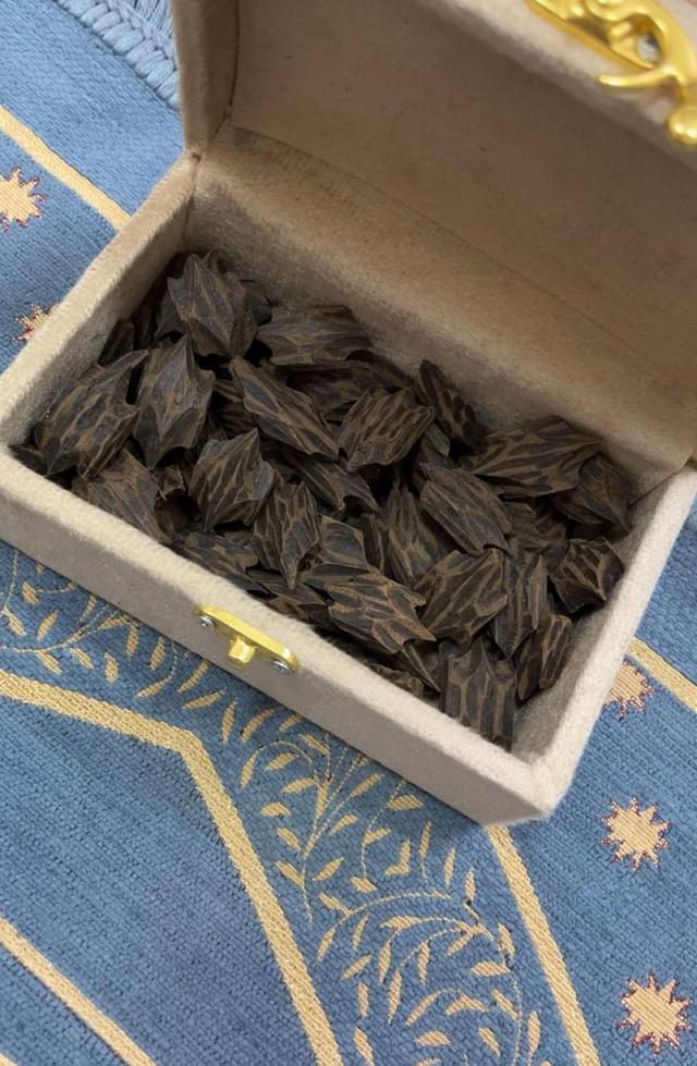 عود تايقر فتنامي