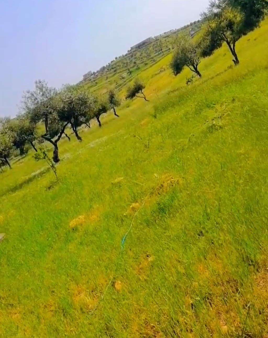 ارض للبيع نادره