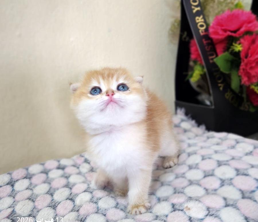كيتن انثى سكوتش