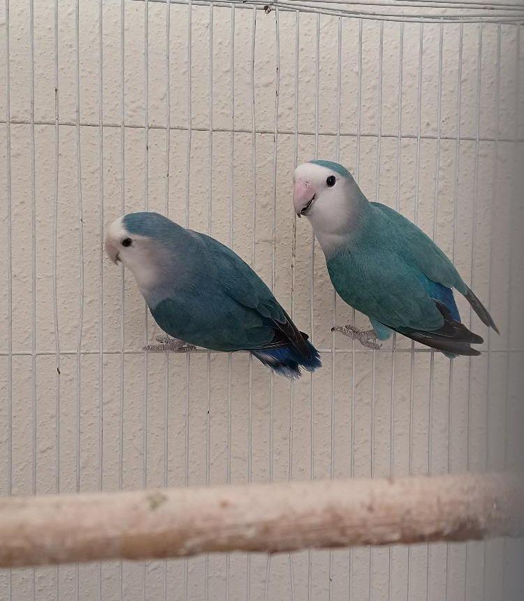 جوز ببغاء روز