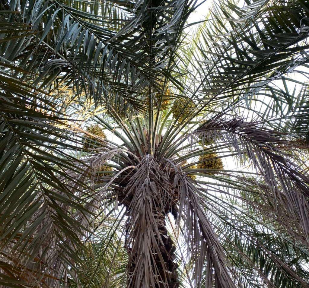 مزرعة للبيع قائمة