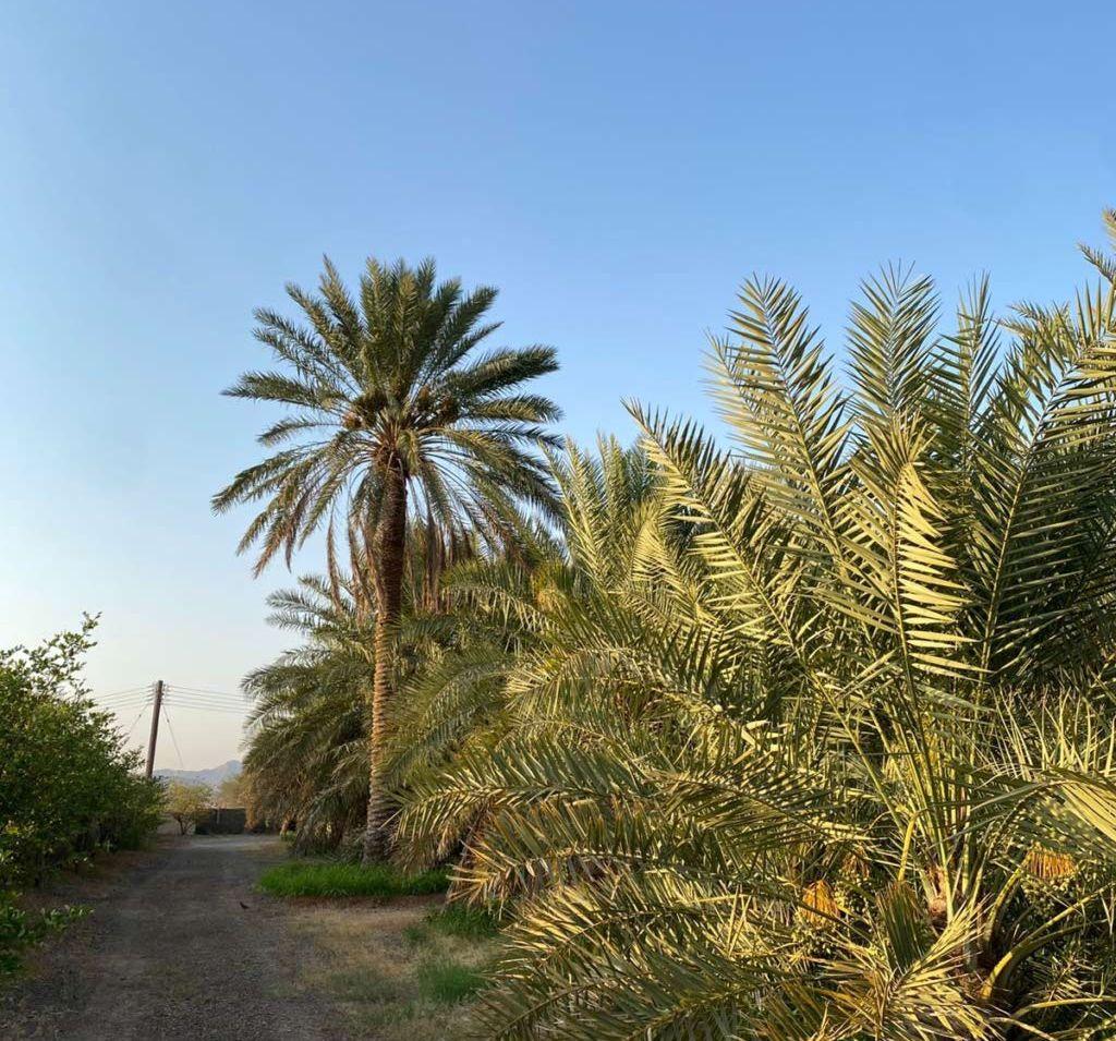 مزرعة للبيع قائمة
